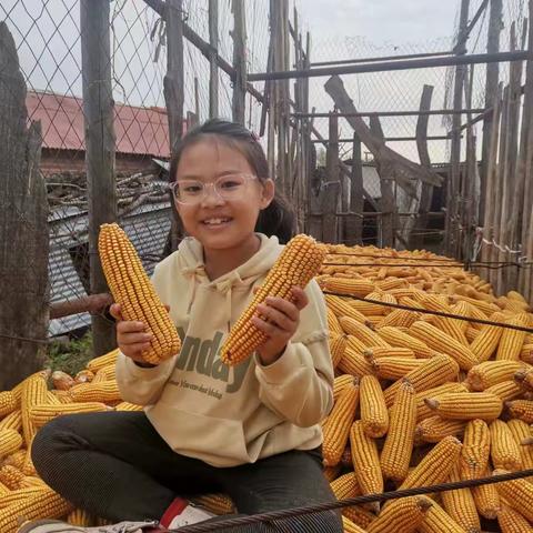 相约金秋，劳动最美——五常市万宝学校小学部五年三班劳动实践活动