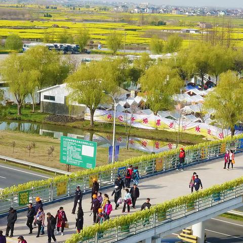 兴化千垛油菜花美景