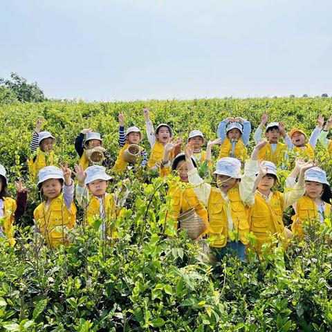 香榭水都幼儿园——春日趣采茶