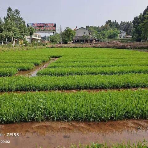 助推村级集体经济，主动参与秧苗移栽工作