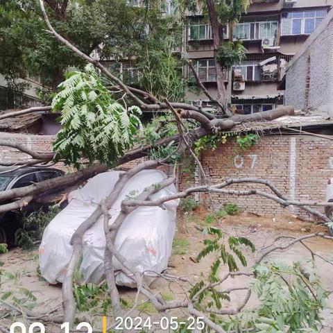 【碑林区长乐坊街道办】风雨中守护居民平安，长乐社区网格员和社工及时处理断裂树枝