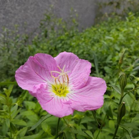 你好～城投·静悦府 灌溉篇