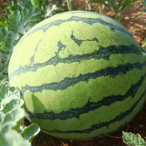 华保盛集团广西疫情中心项目 2025年6月工作月报