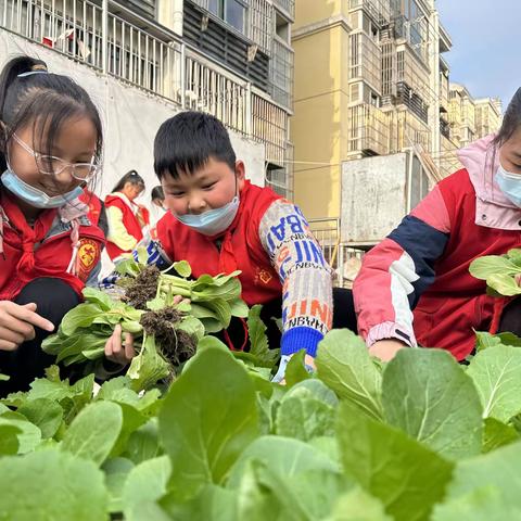 【立德树人 固本行动】蔬果喜丰收 采摘正当时——学校社区互动开展蔬菜采摘活动