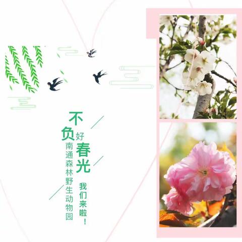 自然“森”呼吸，动物“林”距离----初二（10）班南通森林野生动物园踏青活动实录