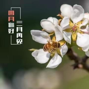 汇华物业先河东区2024年3月份工作简报