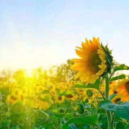 玫瑰苑物业6月份 工作服务简报