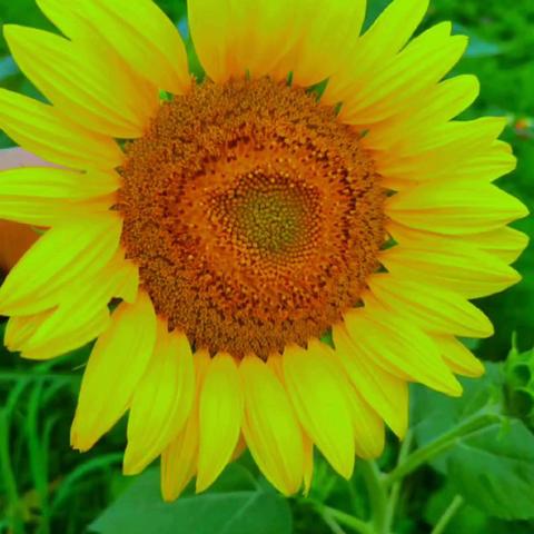 玫瑰苑7月份服务工作简报