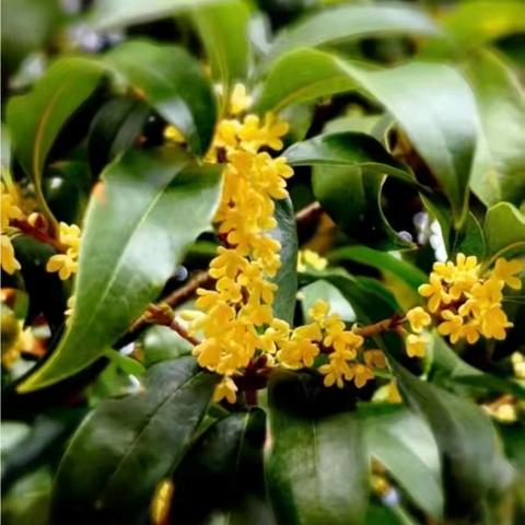 玫瑰苑物业9月份 工作服务简报