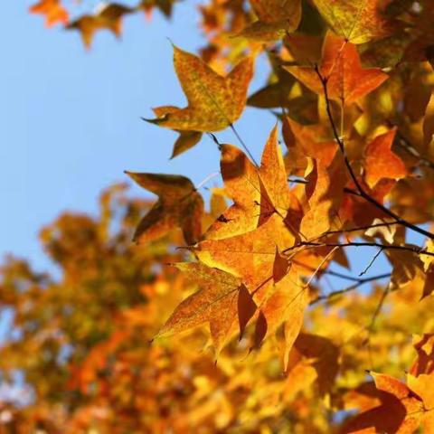 【寻落叶🍂识秋趣】——丰华苑幼儿园“拾秋”探索之旅