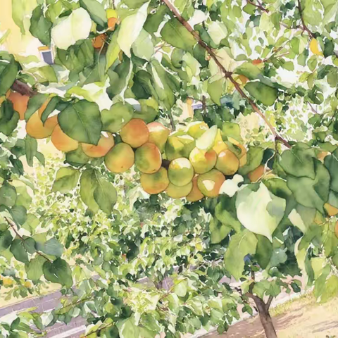 杏林里的毕业礼物——双滦区第五小学2025采摘季