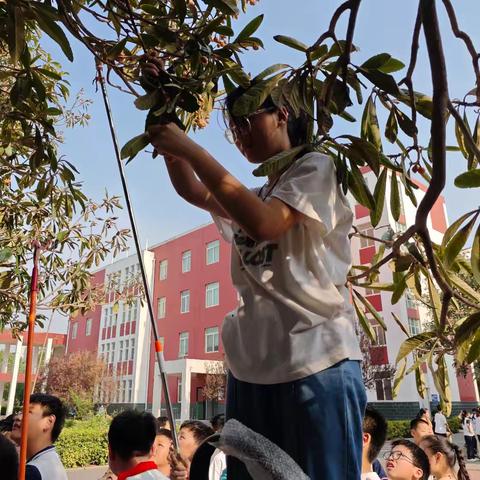 【“善做善成”劳动教育实践 第77期】 枇杷飘香劳动乐 共享欢乐润童心 ——济渎路学校六年级劳动实践活动