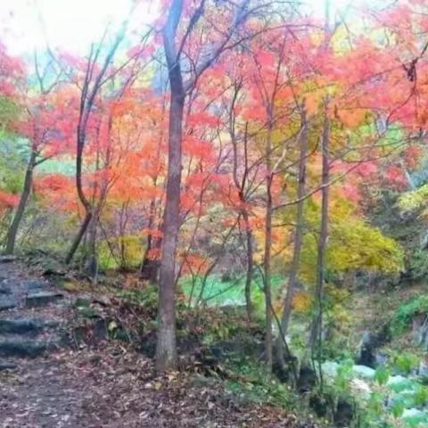 9月30日（周六休闲）抚顺清原玉龙溪大峡谷赏枫叶一日游