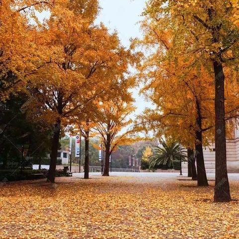 10月26-27日【推荐N01泡温泉/银杏季】/准五花园温泉度假村酒店/银杏山庄/度假2日游