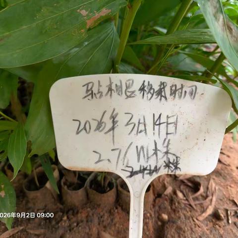 儋州林场蚂蝗岭站开展马占相思造林种植工作