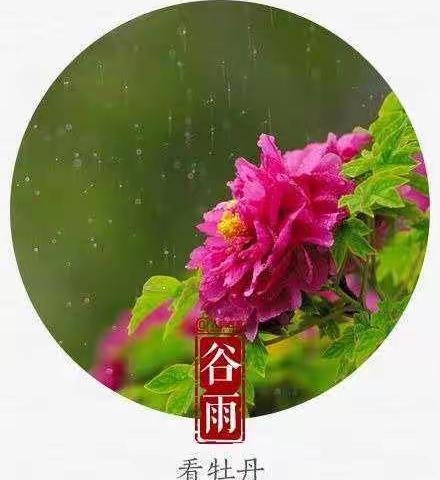 谷雨初晴牡丹红· 节气研学进行时