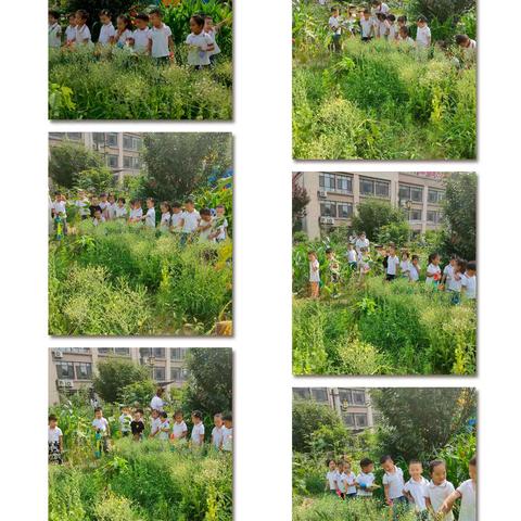 中央城明日之星幼儿园–小二班–炎炎夏日    缤纷童年