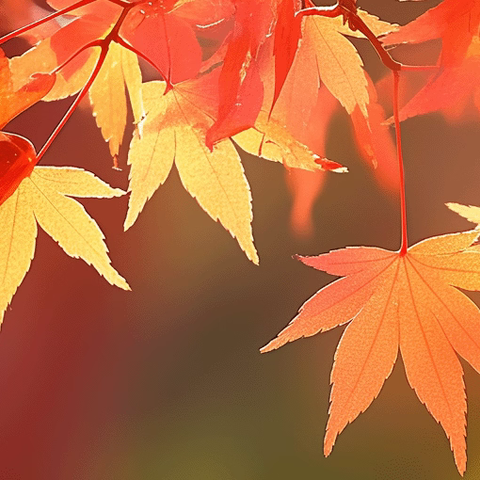 多彩十一月 ，快乐“美”一天——大通区幼教集团西校区大一班十一月美篇