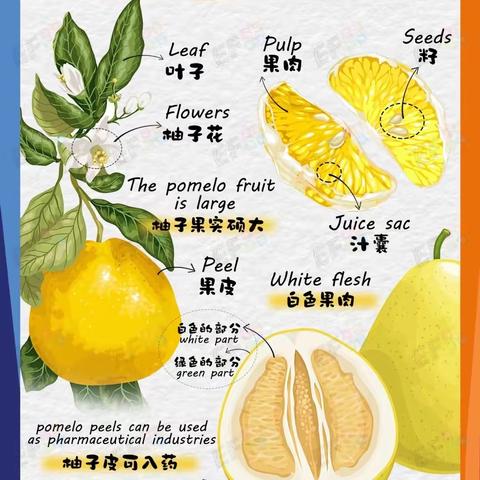 🌱🌸👧🏻大C班👦🏻——《非常“柚”趣》🌳🍋🍋