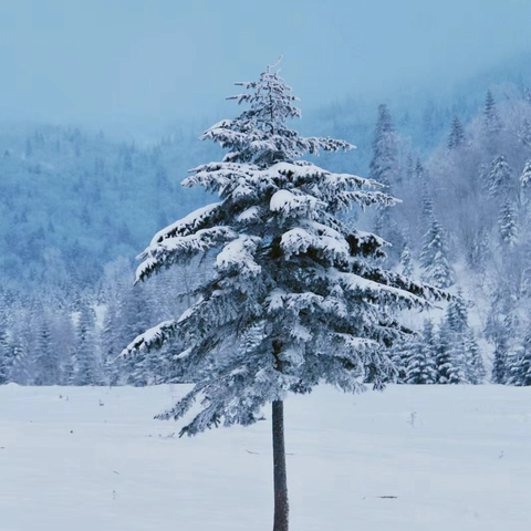 ☃️关于雪花的秘密——￼《人造雪》🌨️❄️❄️￼