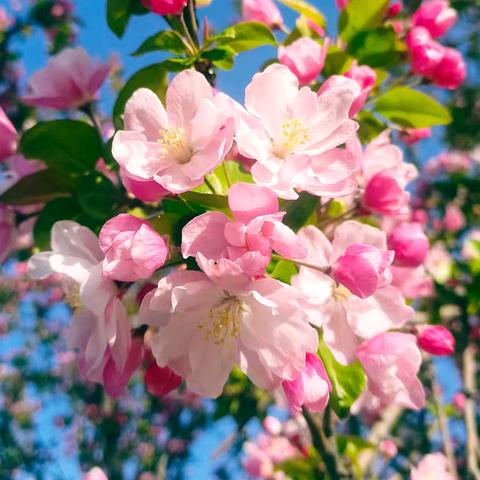 春日耕耘，教研花开 ﻿——大城二小周四教研日活动纪实