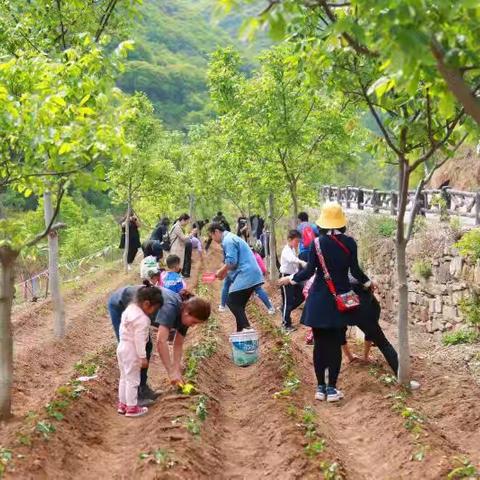 种下甜蜜蜜，田园乐无穷
