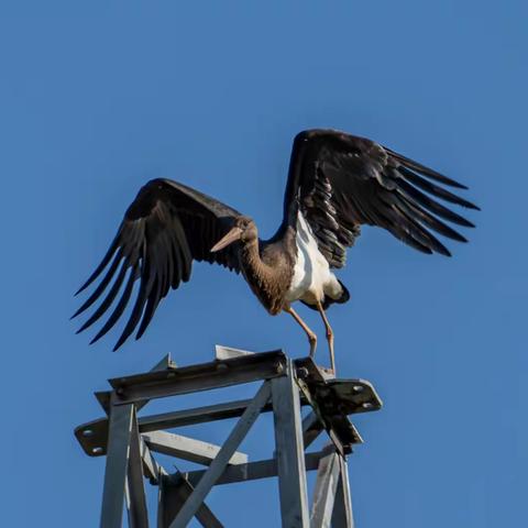 喜迎“白娘子”庆新春