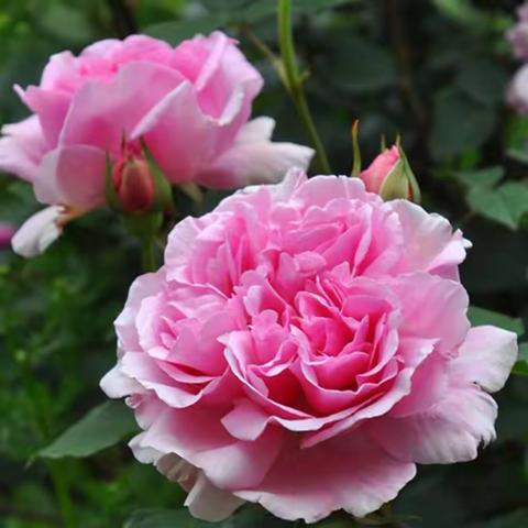 春日里的月季花