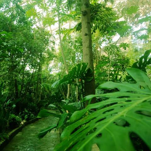 【植物科普】探秘热带雨林植物的生存之道