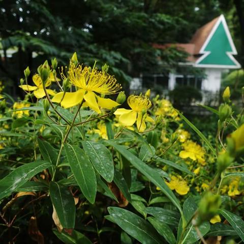 【植物科普】夏日灿阳——金丝桃