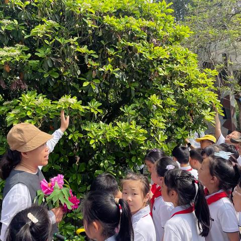 牡丹花开动泉城，赏花研学正当时——泉城公园踏青赏花识植物再次开讲