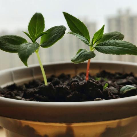 小红和小青的故事（凤仙花种植经历）