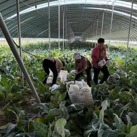 邱县南辛店乡高庄村：“蔬”写增收新“钱”景 高庄大棚花菜喜丰收