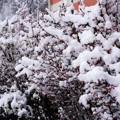 雪润春花花更红