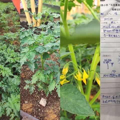 番茄🍅观察日记