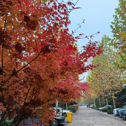 人生海海 岁月悠悠 蓦然回首 岁月已秋 城市之光十一月服务简报