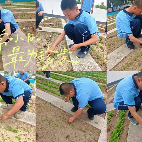 《劳动润童心，除草护青苗》       除草活动纪实