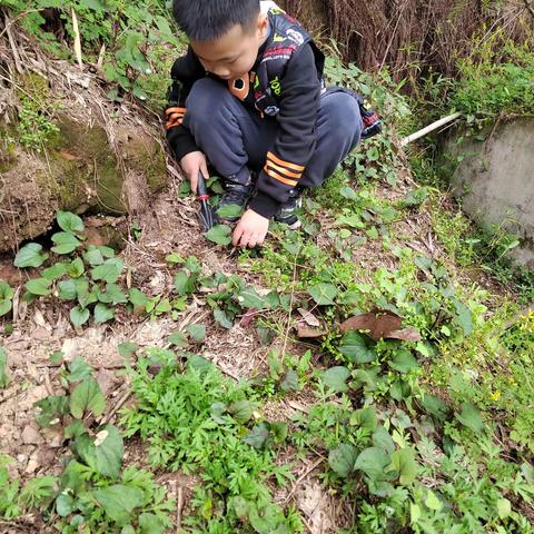 忆苦餐~折耳根，恩施市小渡船街道办事处旗峰小学206班追风中队向宇桓