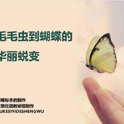 西大街小学探索生物社团