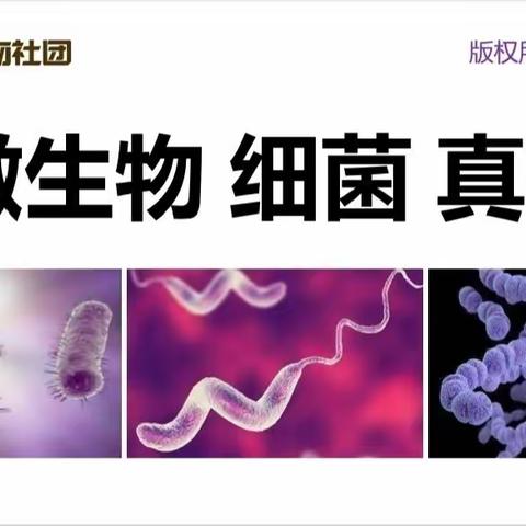 掌握细菌的形态