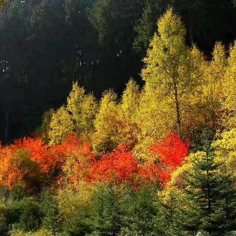 生态和谐秋意浓  尽职尽责勤巡护