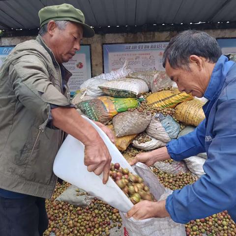 “茶中茶”结出致富果