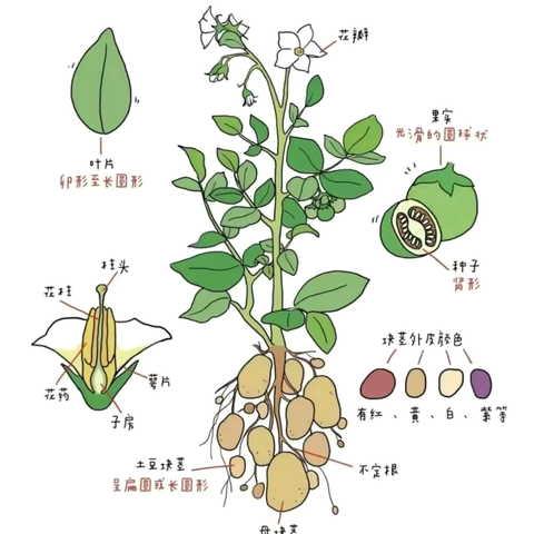 【班本课程】我的土豆朋友——熨斗镇第一幼儿园中一班