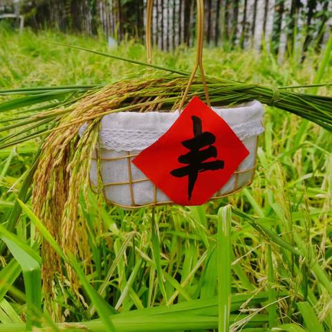 稻香满园，育心田间——桂平市逸夫实验小学校园丰收节之第六届水稻收获活动