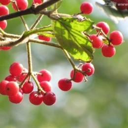 【梁才中心学校】研讨共进 磨课致远 ——10月份语文组教研总结