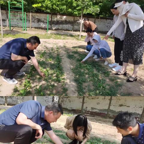 汗水的结晶《神奇的中草药》——三合小学校本教材诞生记