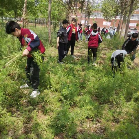 关爱学生幸福成长‖曹庄学区起点小学——劳动篇