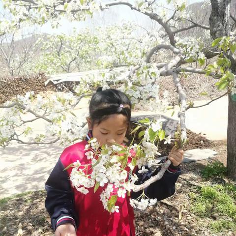 秋子峪村梨花盛开