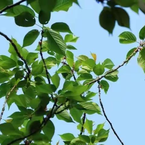 最是一年春好处——记一年级八班游园寻春