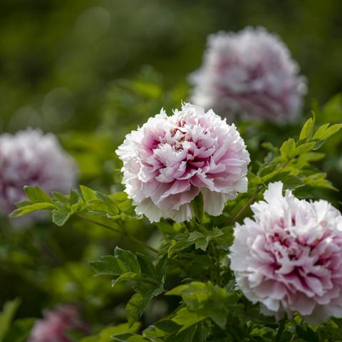 2023年4月2日郑州人民公园